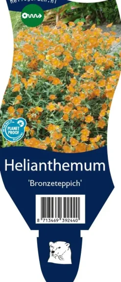 Helianthemum 'Bronzeteppich' (Zonneroosje)