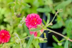 Helianthemum 'Cerise Queen' (Zonneroosje)