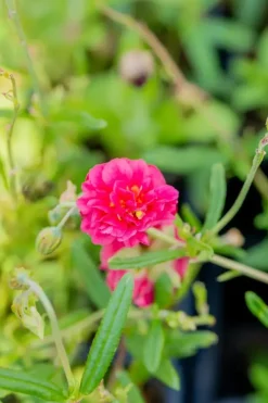 Helianthemum 'Cerise Queen' (Zonneroosje)