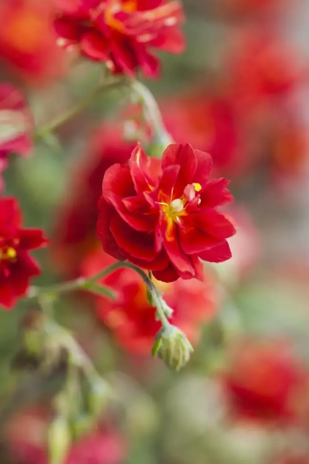 Helianthemum 'Cerise Queen' (Zonneroosje)