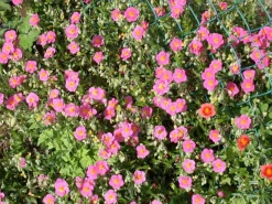 Helianthemum 'Lawrenson's Pink' (Zonneroosje)