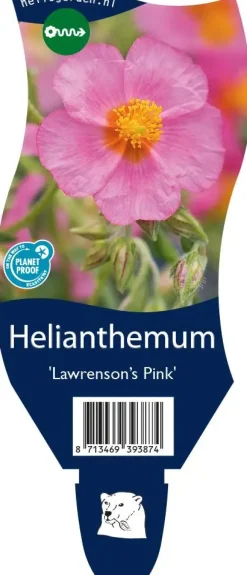Helianthemum 'Lawrenson's Pink' (Zonneroosje)