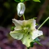 Helianthemum 'The Bride' (Zonneroosje)