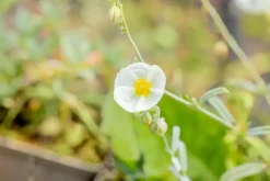 Helianthemum 'The Bride' (Zonneroosje)
