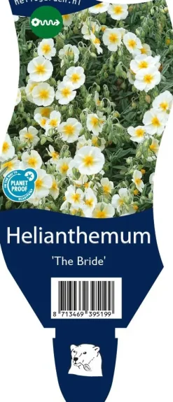 Helianthemum 'The Bride' (Zonneroosje)