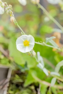 Helianthemum 'The Bride' (Zonneroosje)