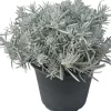 Helichrysum italicum (Kerrieplant) ø14 cm