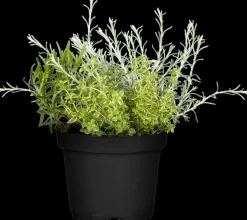 Helichrysum italicum (Kerrieplant) ø14 cm