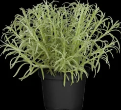 Helichrysum italicum (Kerrieplant) ø14 cm