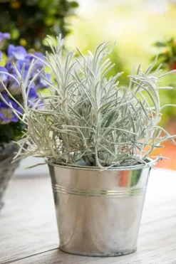 Helichrysum italicum (Kerrieplant) ø14 cm