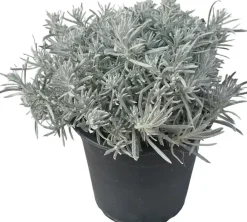 Helichrysum italicum (Kerrieplant) ø14 cm