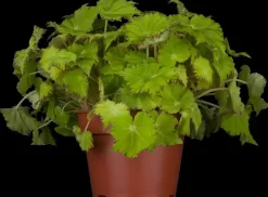 Heuchera, grün (Purperklokje)
