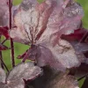 Heuchera 'Melting Fire' (Purperklokje)