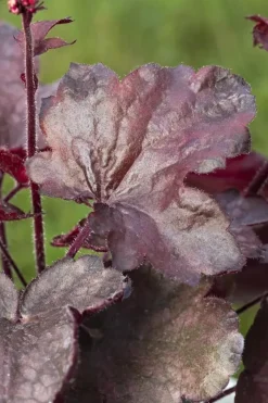 Heuchera 'Melting Fire' (Purperklokje)