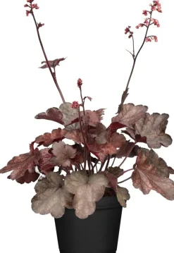 Heuchera 'Melting Fire' (Purperklokje)