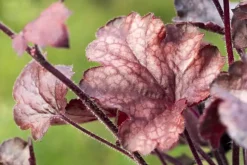 Heuchera 'Melting Fire' (Purperklokje)