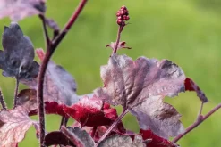 Heuchera 'Melting Fire' (Purperklokje)