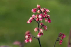Heuchera 'Melting Fire' (Purperklokje)