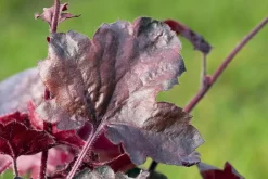 Heuchera 'Melting Fire' (Purperklokje)