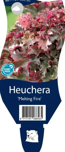 Heuchera 'Melting Fire' (Purperklokje)