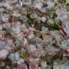 Heuchera micrantha 'Palace Purple' (Purperklokje)