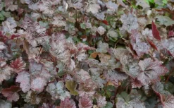 Heuchera micrantha 'Palace Purple' (Purperklokje)