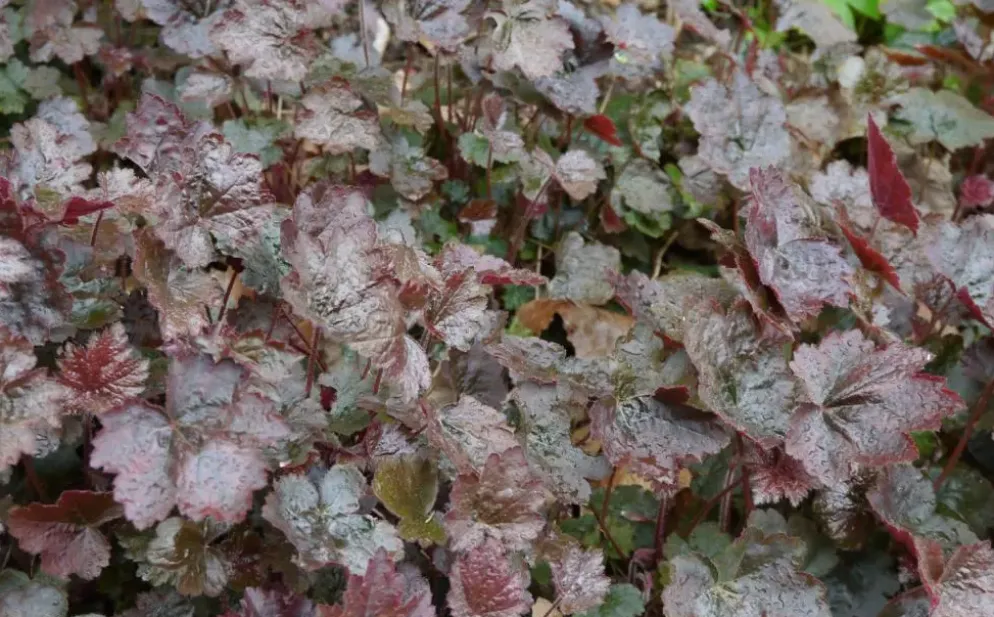 Heuchera micrantha 'Palace Purple' (Purperklokje)
