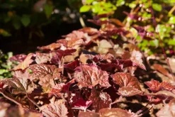 Heuchera micrantha 'Palace Purple' (Purperklokje)