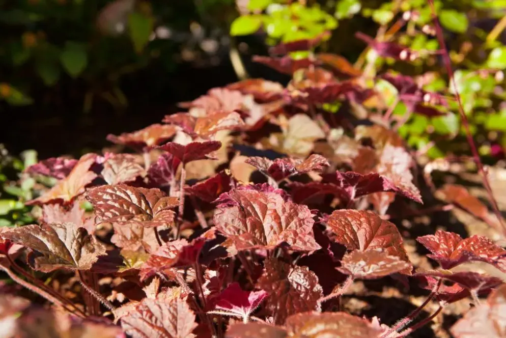 Heuchera micrantha 'Palace Purple' (Purperklokje)