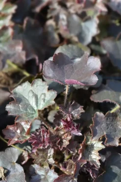 Heuchera micrantha 'Palace Purple' (Purperklokje)