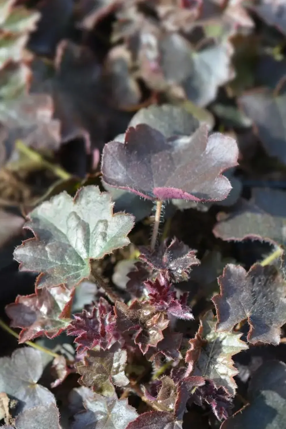 Heuchera micrantha 'Palace Purple' (Purperklokje)