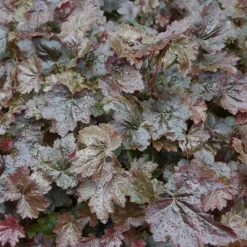 Heuchera micrantha 'Palace Purple' (Purperklokje)