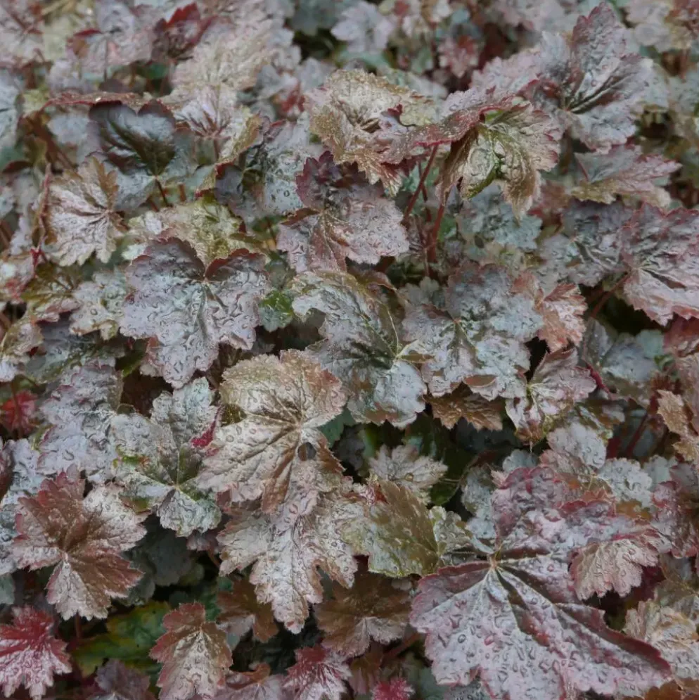 Heuchera micrantha 'Palace Purple' (Purperklokje)