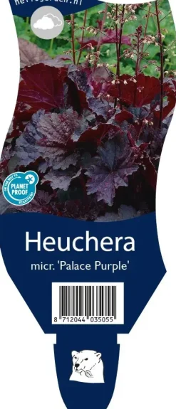 Heuchera micrantha 'Palace Purple' (Purperklokje)