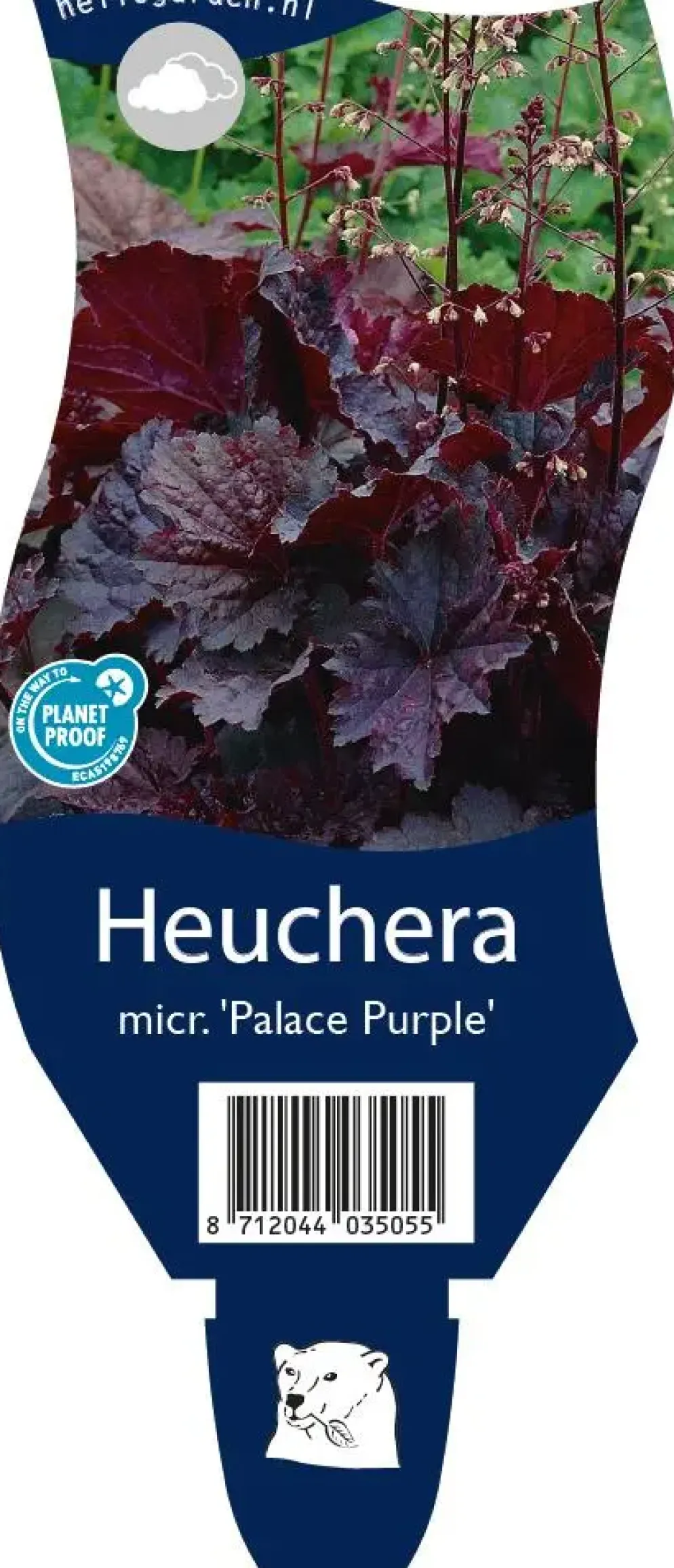 Heuchera micrantha 'Palace Purple' (Purperklokje)