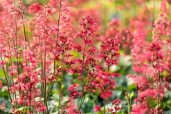 Heuchera 'Paris' (Purperklokje)