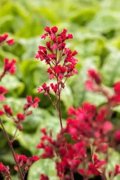 Heuchera 'Paris' (Purperklokje)