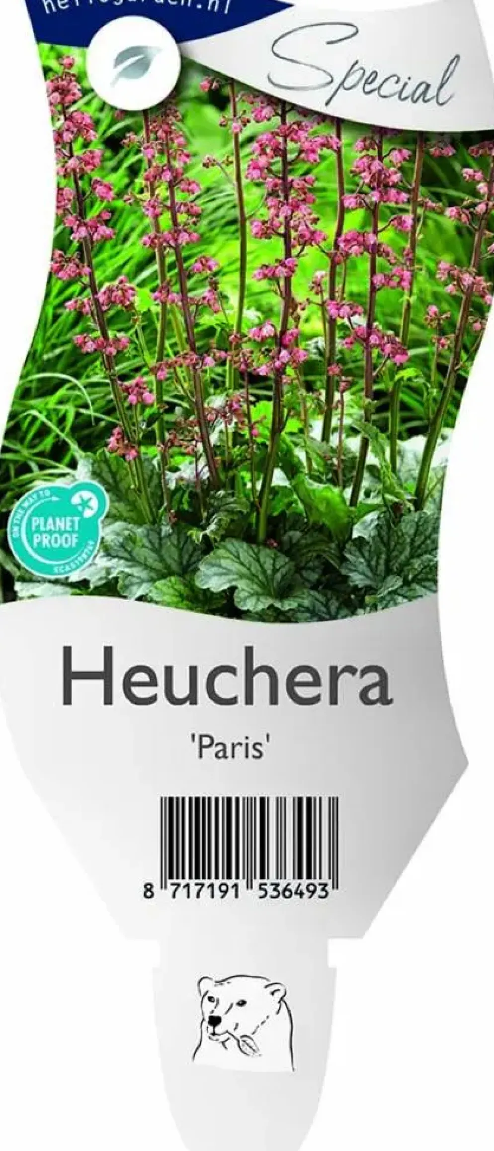 Heuchera 'Paris' (Purperklokje)