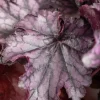 Heuchera (Purperklokje) 20 cm