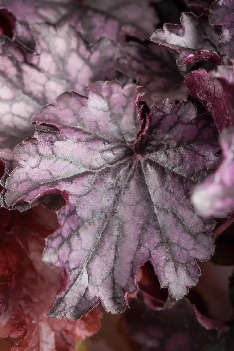 Heuchera (Purperklokje) 20 cm