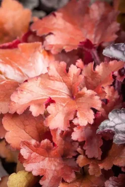 Heuchera (Purperklokje) 20 cm