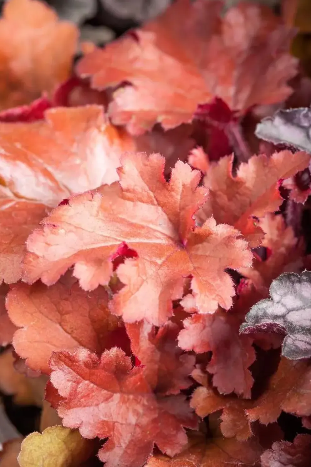 Heuchera (Purperklokje) 20 cm