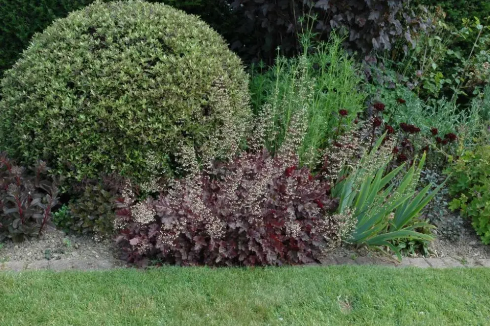 Heuchera (Purperklokje) 20 cm