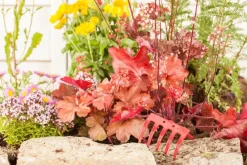 Heuchera (Purperklokje) 20 cm