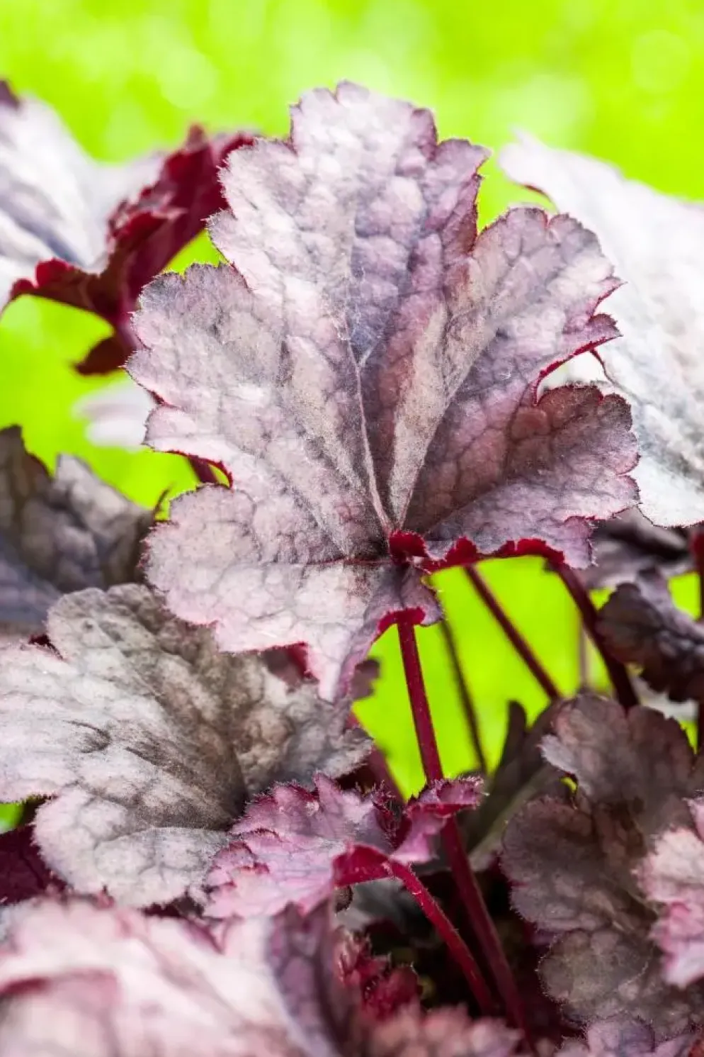 Heuchera (Purperklokje) 20 cm