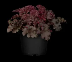 Heuchera (Purperklokje) 20 cm
