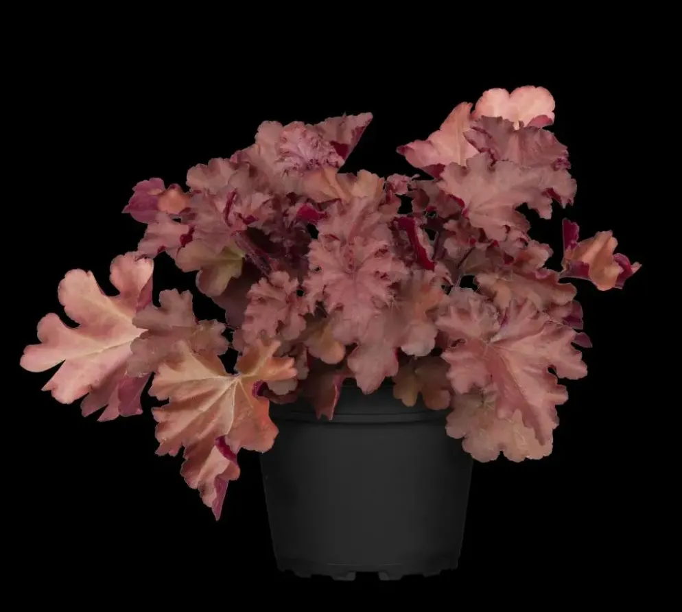 Heuchera (Purperklokje) 20 cm