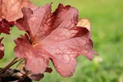 Heuchera (Purperklokje) 20 cm