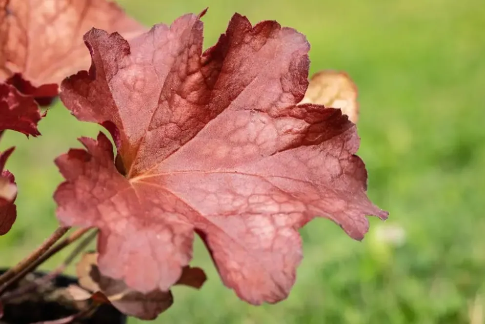 Heuchera (Purperklokje) 20 cm