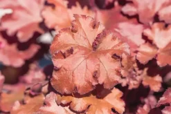 Heuchera (Purperklokje) 20 cm